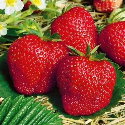 Клубника ВИМА ЗАНТА  Клубника ВИМА ЗАНТА в Колодищи