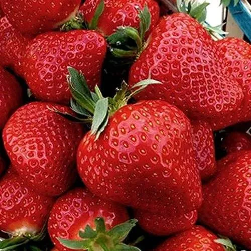 Клубника КЛЕРИ  Клубника КЛЕРИ в Колодищи