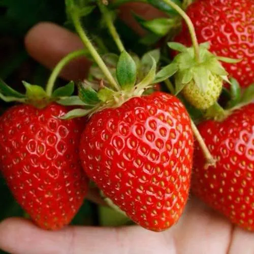 Клубника ПОРТОЛА ремонтантная  Клубника ПОРТОЛА ремонтантная в Колодищи