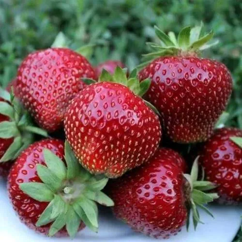 Клубника МАЛЬВИНА  Клубника МАЛЬВИНА в Колодищи