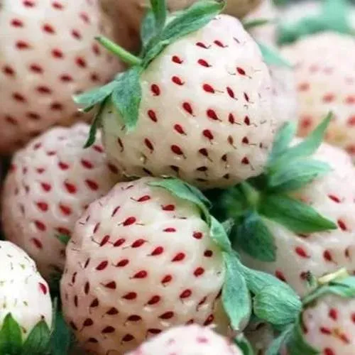 Клубника АНАНАСА ремонтантная  Клубника АНАНАСА ремонтантная в Колодищи