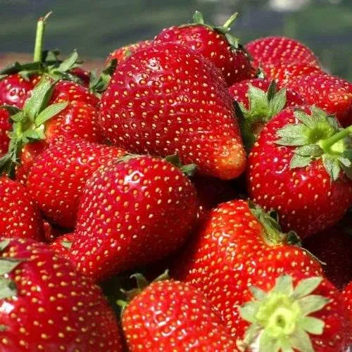 Клубника ПИРЧИНКЬЮ  Клубника ПИРЧИНКЬЮ в Колодищи