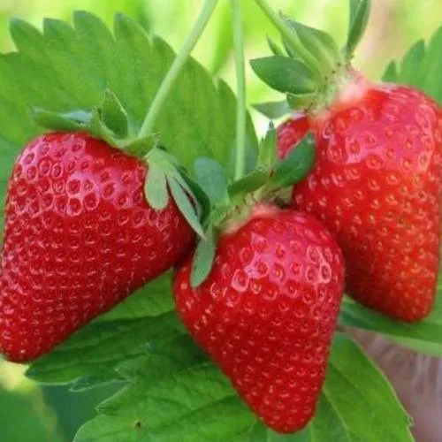 Клубника КЛОДИЯ  Клубника КЛОДИЯ в Колодищи