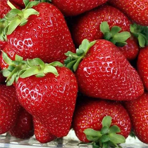 Клубника СКАЛА  Клубника СКАЛА в Колодищи