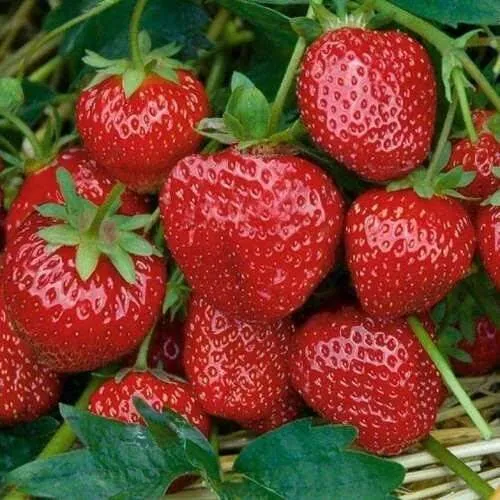 Клубника СЕЛЬВА ремонтантная  Клубника СЕЛЬВА ремонтантная в Колодищи