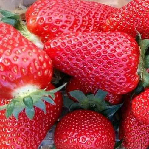 Клубника АМИ  Клубника АМИ в Колодищи