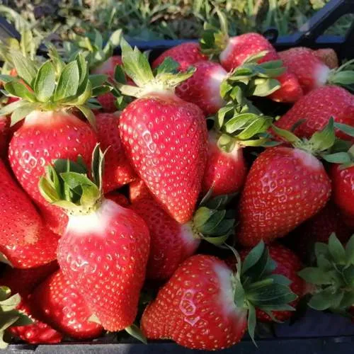 Клубника ЛЮЧИЯ  Клубника ЛЮЧИЯ в Колодищи