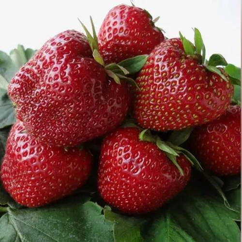 Клубника НАБИЛА  Клубника НАБИЛА в Колодищи