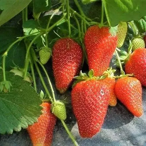 Клубника РОКСАНА  Клубника РОКСАНА в Колодищи