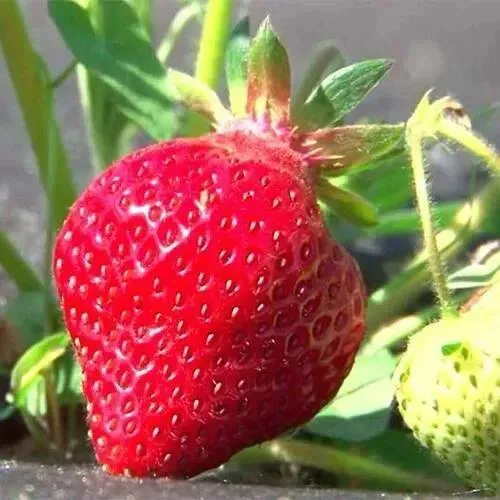 Клубника ХОНЕЙ  Клубника ХОНЕЙ в Колодищи