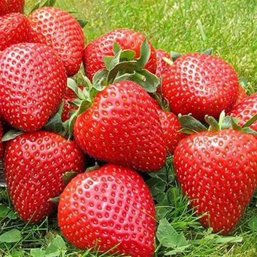 Клубника ЭЛИАНЕ  Клубника ЭЛИАНЕ в Колодищи