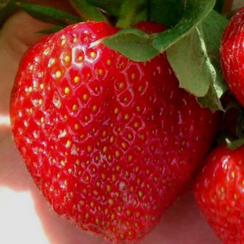 Клубника МАГНУС  Клубника МАГНУС в Колодищи