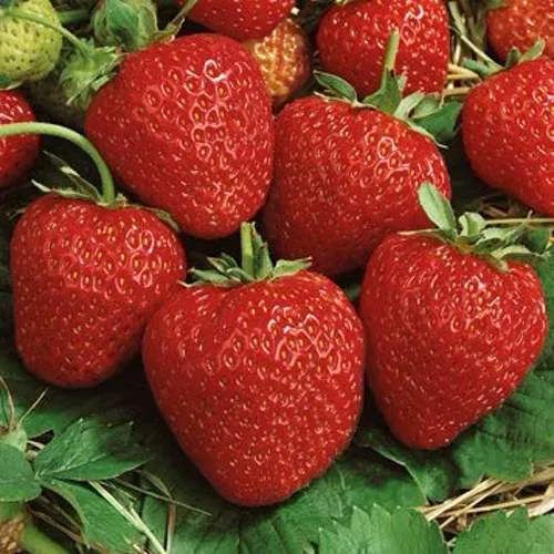 Клубника КОРОНА  Клубника КОРОНА в Колодищи