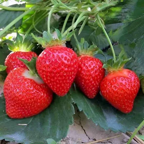 Клубника ТЕА  Клубника ТЕА в Колодищи