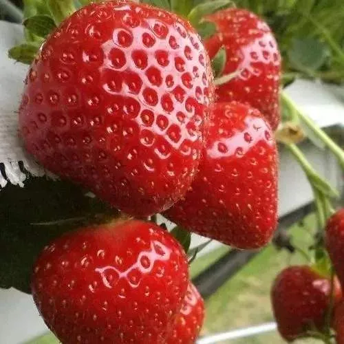 Клубника АРГЕНТЕРА  Клубника АРГЕНТЕРА в Колодищи