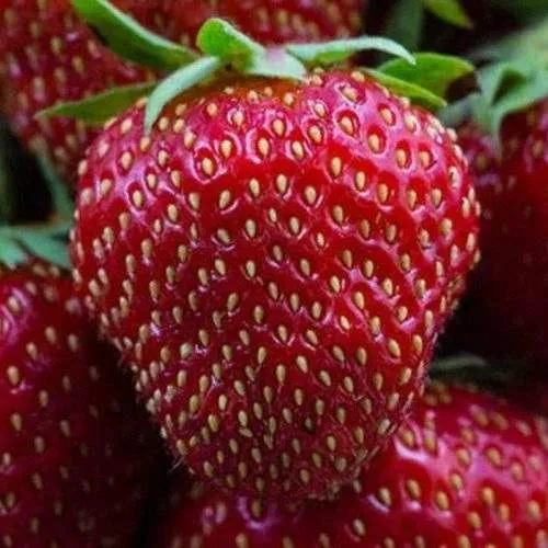 Клубника НАНДИ  Клубника НАНДИ в Колодищи