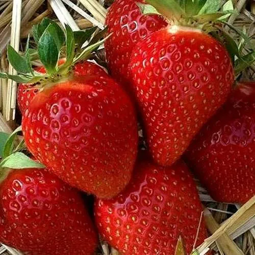 Клубника СИБИЛЛА  Клубника СИБИЛЛА в Колодищи