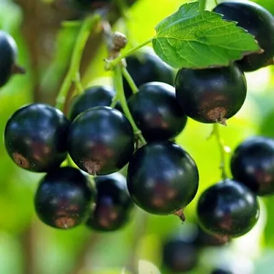 Смородина чёрная ВЕЛОЙ (ЛЕНИНГРАДСКАЯ СЛАДКАЯ)  Смородина чёрная ВЕЛОЙ (ЛЕНИНГРАДСКАЯ СЛАДКАЯ) в Колодищи