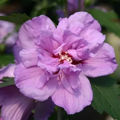 Гибискус АРДЕНС сирийский  Гибискус АРДЕНС сирийский в Колодищи