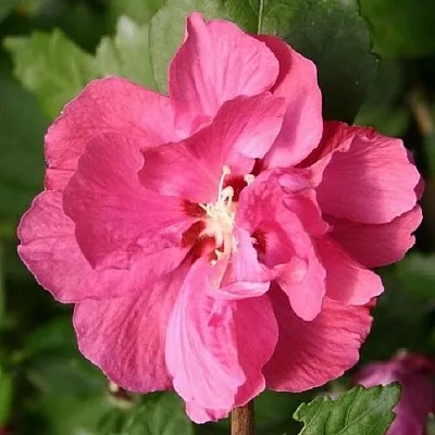 Гибискус ДЮК ДЕ БРАБАНТ сирийский   Гибискус ДЮК ДЕ БРАБАНТ сирийский  в Колодищи