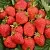 Клубника САН АНДРЕАС ремонтантная в Колодищи