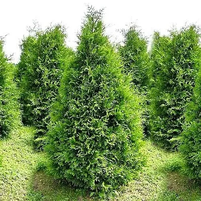 Туя БРАБАНТ западная  Туя БРАБАНТ западная в Колодищи