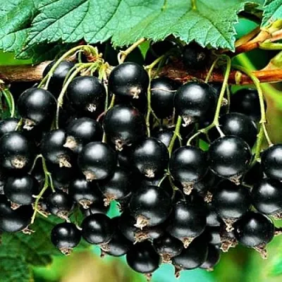 Смородина черная АТЛАНТ  Смородина черная АТЛАНТ в Колодищи