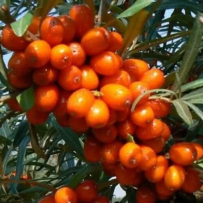 Облепиха ПЛАМЕННАЯ  Облепиха ПЛАМЕННАЯ в Колодищи