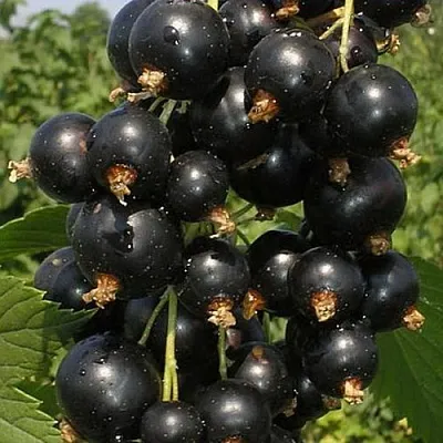 Смородина черная ИСКУШЕНИЕ  Смородина черная ИСКУШЕНИЕ в Колодищи