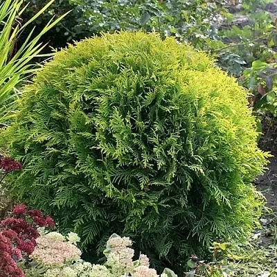 Туя ЕЛЛОУ ГЛОБ западная  Туя ЕЛЛОУ ГЛОБ западная в Колодищи