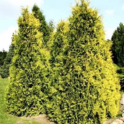 Туя САЛЛАНД западная  Туя САЛЛАНД западная в Колодищи