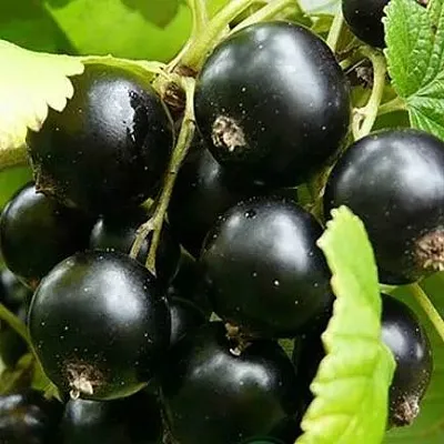 Смородина черная ЭБОНИ  Смородина черная ЭБОНИ в Колодищи