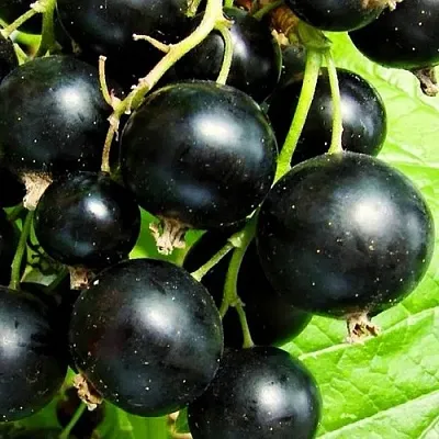 Смородина черная ДАЧНИЦА  Смородина черная ДАЧНИЦА в Колодищи