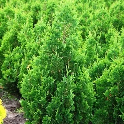 Туя СПИРАЛИС западная  Туя СПИРАЛИС западная в Колодищи