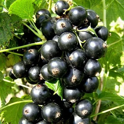 Смородина черная ГАРМОНИЯ  Смородина черная ГАРМОНИЯ в Колодищи