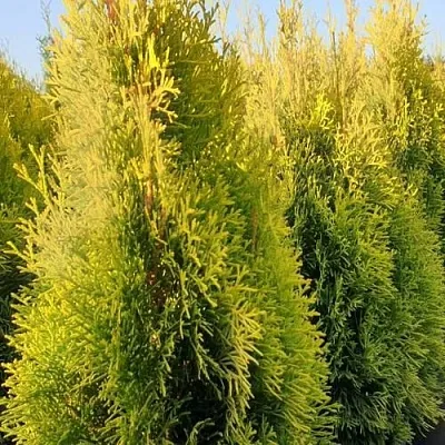 Туя ГОЛДЕН СМАРАГД западная  Туя ГОЛДЕН СМАРАГД западная в Колодищи