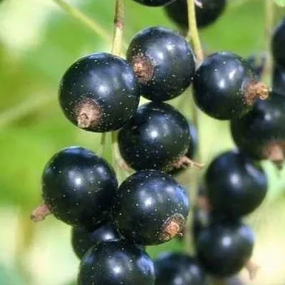 Смородина черная СТРЕЛЕЦ  Смородина черная СТРЕЛЕЦ в Колодищи