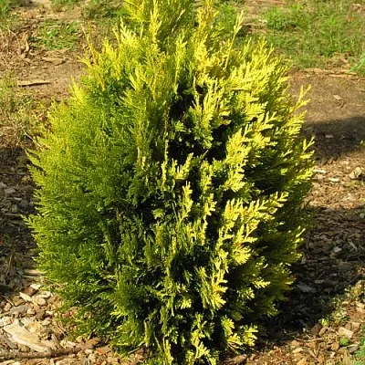 Туя КОППЕР ГОЛД западная  Туя КОППЕР ГОЛД западная в Колодищи