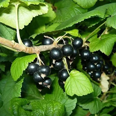 Смородина черная БАГИРА  Смородина черная БАГИРА в Колодищи