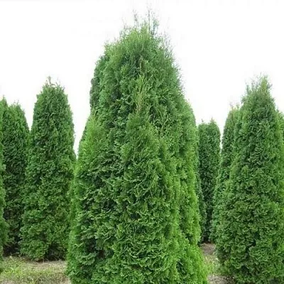 Туя КОЛУМНА западная  Туя КОЛУМНА западная в Колодищи