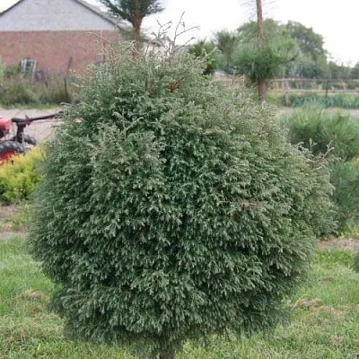 Туя вересковидная  Туя вересковидная в Колодищи