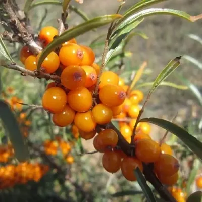 Облепиха СУДАРУШКА  Облепиха СУДАРУШКА в Колодищи