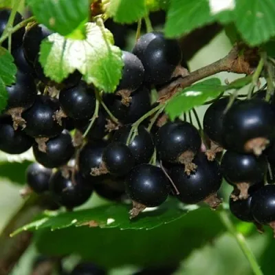 Смородина черная ГЛОБУС  Смородина черная ГЛОБУС в Колодищи