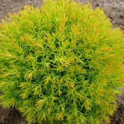 Туя АННИЕК западная  Туя АННИЕК западная в Колодищи