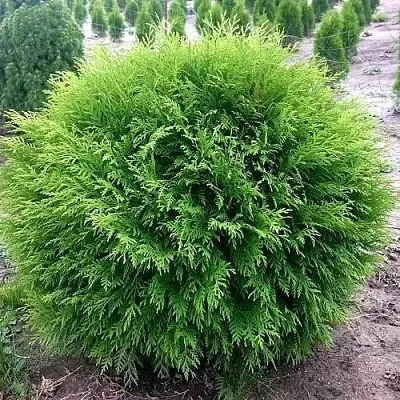 Туя ЛИТЛ ЧЕМПИОН западная  Туя ЛИТЛ ЧЕМПИОН западная в Колодищи