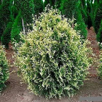 Туя ГОЛД ПЕРЛ западная  Туя ГОЛД ПЕРЛ западная в Колодищи