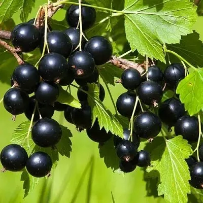 Смородина чёрная БЕЛОРУССКАЯ СЛАДКАЯ  Смородина чёрная БЕЛОРУССКАЯ СЛАДКАЯ в Колодищи