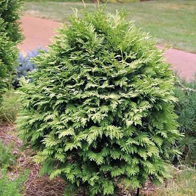 Туя ВАРЕАНА ЛЮТЕСЦЕНС западная  Туя ВАРЕАНА ЛЮТЕСЦЕНС западная в Колодищи