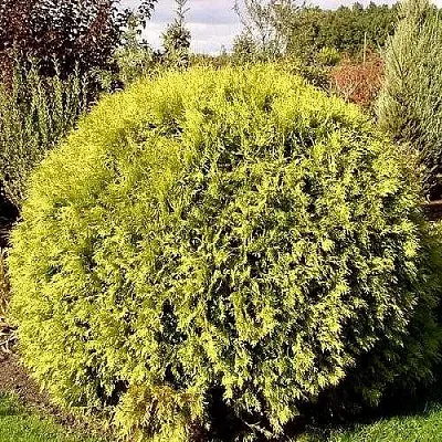 Туя ГЛОБОЗА АУРЕА западная  Туя ГЛОБОЗА АУРЕА западная в Колодищи