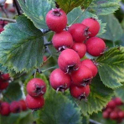 Боярышник АРНОЛЬДА  Боярышник АРНОЛЬДА в Колодищи